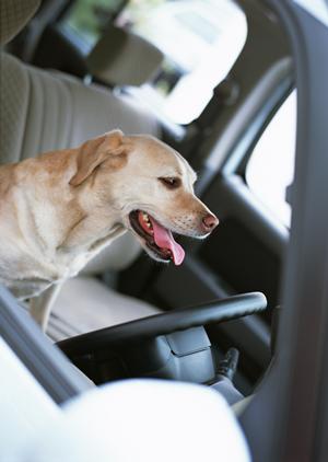 免許合宿で東北を指定して選ぶ事が可能