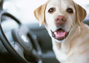 リーズナブルだけど安心できる川越市の車検なら